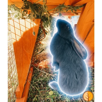 TapsiKuckó 2